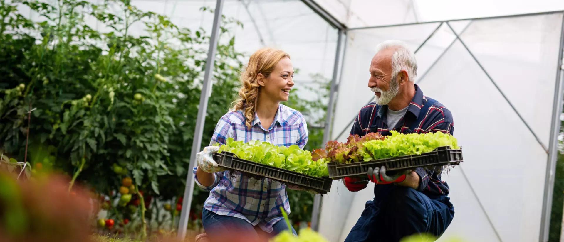 Happy senior man working together with woman in family greenhouse business.